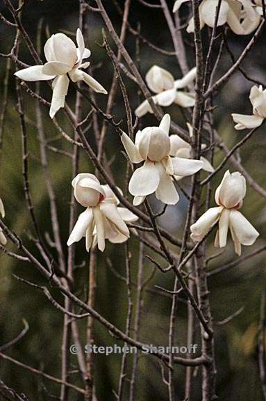 magnolia campbellii 4 graphic